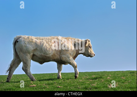 Charolais Rind (Bos Taurus) im Gebiet der Normandie, Frankreich Stockfoto