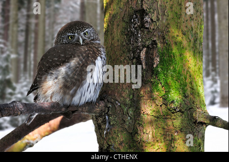 Eurasische Pygmy Eule (Glaucidium Passerinum) thront in Fichte im Schnee im Winter, Nationalpark Bayerischer Wald, Deutschland Stockfoto