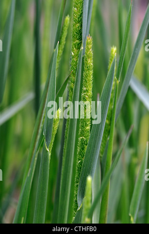 Lila-Stamm Catstail / Boehmer Katzen-Tail (Phleum Phleoides), heimisch in Europa, Nordafrika und gemäßigten Asien Stockfoto