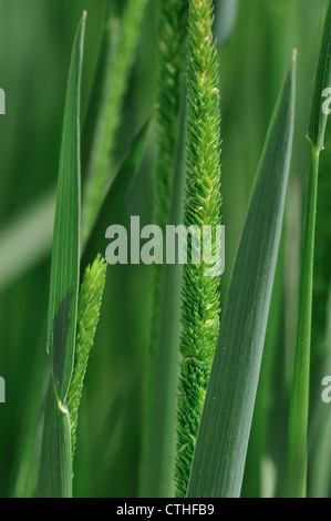 Lila-Stamm Catstail / Boehmer Katzen-Tail (Phleum Phleoides), heimisch in Europa, Nordafrika und gemäßigten Asien Stockfoto