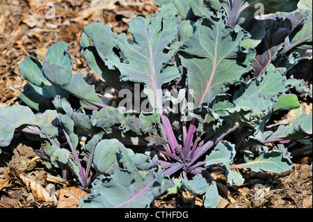 Meerkohl (Crambe Maritima) Blätter verwendet als blanchiertem Gemüse, Einheimischen an den Küsten Europas Stockfoto