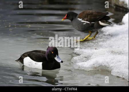 Reiherenten (Aythya Fuligula) schwimmen und gemeinsame Teichhuhn (Gallinula Chloropus) stehen auf dem Eis des gefrorenen Bank der Teich im winter Stockfoto