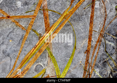 Eisformationen in einem Biber Teich mit Gräsern, Greater Sudbury, Ontario, Kanada Stockfoto