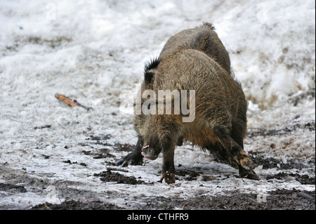 Zwei Wildschweine (Sus Scrofa) kämpfen um die Vorherrschaft im Schnee im Winter im Wald Stockfoto