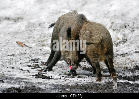 Zwei Wildschweine (Sus Scrofa) kämpfen um die Vorherrschaft im Schnee im Winter im Wald Stockfoto