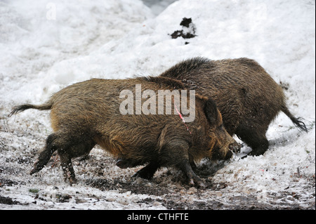 Zwei Wildschweine (Sus Scrofa) kämpfen um die Vorherrschaft im Schnee im Winter im Wald Stockfoto