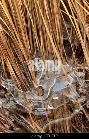 Eisformationen in einem Biber Teich mit Gräsern, Greater Sudbury, Ontario, Kanada Stockfoto