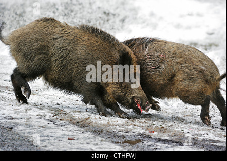 Zwei Wildschweine (Sus Scrofa) kämpfen um die Vorherrschaft im Schnee im Winter im Wald Stockfoto