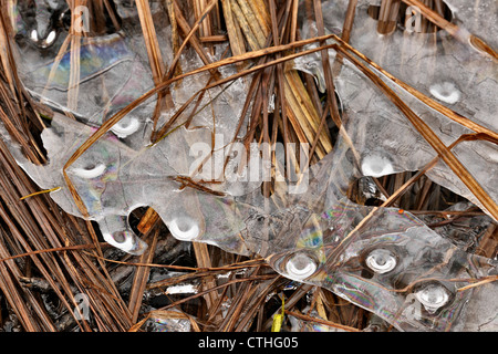 Eisformationen in einem Biber Teich mit Gräsern, Greater Sudbury, Ontario, Kanada Stockfoto