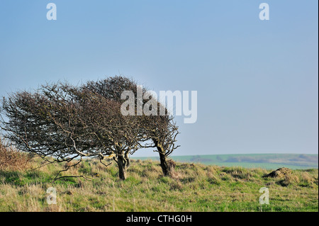 Windgepeitschten Bäume gebogen durch die nördlichen Küstenwinde entlang der Küste des Cap Gris Nez, Côte d ' Opale / d ' Opale, Frankreich Stockfoto