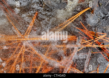 Rote Nadeln eingebettet in frischem Eis, Greater Sudbury, Ontario, Kanada Stockfoto