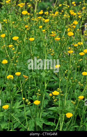 Wollige Hahnenfuß (Ranunculus Lanuginosus) in Blüte, Europa Stockfoto