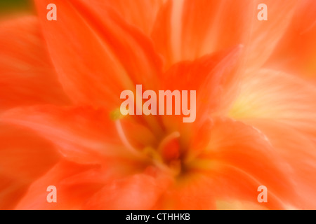 Amaryllis Blumen-Multiple Exposure Weichzeichner-Effekt, Greater Sudbury, Ontario, Kanada Stockfoto