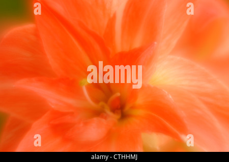 Amaryllis Blumen-Multiple Exposure Weichzeichner-Effekt, Greater Sudbury, Ontario, Kanada Stockfoto