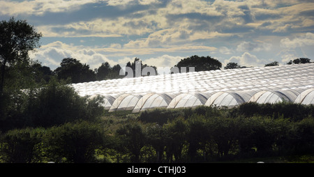 LANDWIRTSCHAFTLICHEN POLY TUNNEL GEWÄCHSHÄUSER IN LÄNDLICHEN LANDSCHAFT IN STAFFORDSHIRE UK RE LANDWIRTSCHAFT BAUERN PROTESTE KULTUREN FARMEN UK Stockfoto