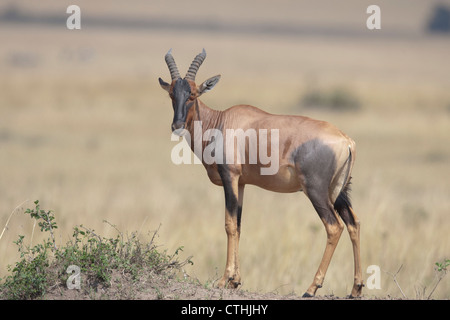 Die Topi ist zu den sozial von den Huftieren fortgeschritten, steht hoch auf einem Hügel auf der großen Wiese der Masai Mara Stockfoto