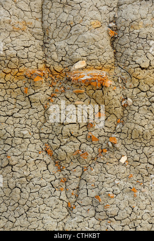 Bentonit Tonstein Details, Theodore-Roosevelt-Nationalpark (South Unit), North Dakota, USA Stockfoto