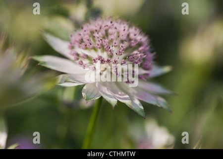 Astrantia major 'Buckland', Juni, UK Stockfoto