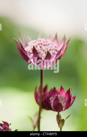 Astrantia major 'Hadspen Blood', (Sterndolde), Mai / Juni blühen. Stockfoto