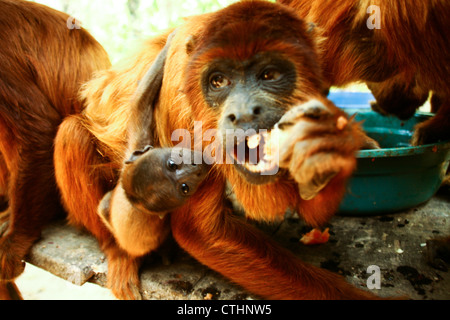 Bolivianische rote Brüllaffen Stockfoto