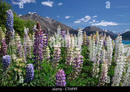 Weiß-rosa Lupinen am Lake Wakatipu zwischen Queentown und Glenorchy, Otago, Südinsel, Neuseeland Stockfoto