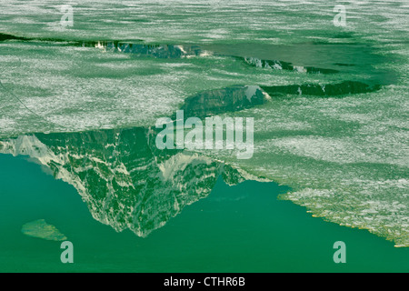 Wasservögel Untersee mit schmelzen Eis und Berg (Mt Chephren) Reflexionen, Banff Nationalpark, Kanada Stockfoto