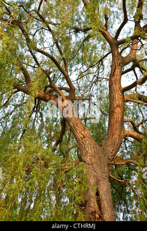 Trauerweide Baumrinde, Home Park, Hampton Wick, Surrey, England, UK Stockfoto