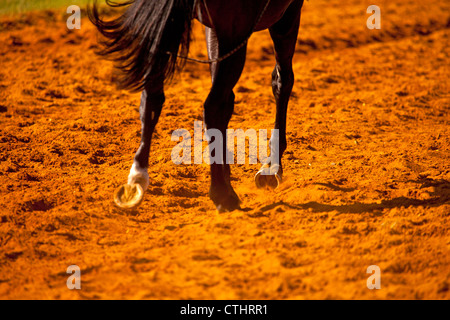 Eine Nahaufnahme Bild von den Hufen ein Rennpferd in den roten Sand auf die Schulung Stockfoto