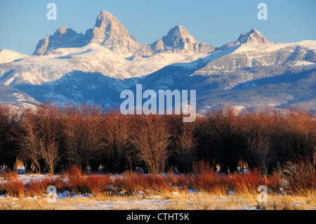 Rötliche Pinsel und Wyoming der Teton Range aus Idaho, USA Stockfoto