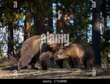 Mutter Grizzly Bär und ihr junges aus sicherer Entfernung beobachten. Stockfoto