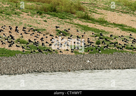 Knoten (Calidris Canutus) - verpackt Sperre, Snettisham, Norfolk, England. Austernfischer im Hintergrund. Stockfoto