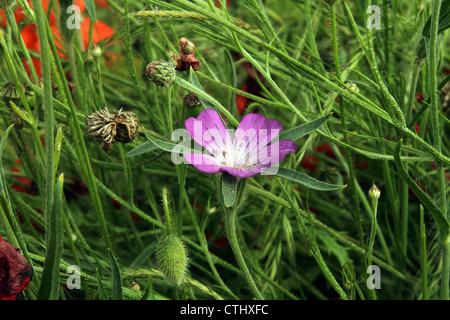 Mais (Agrostemma githago Runzelbildung) Stockfoto