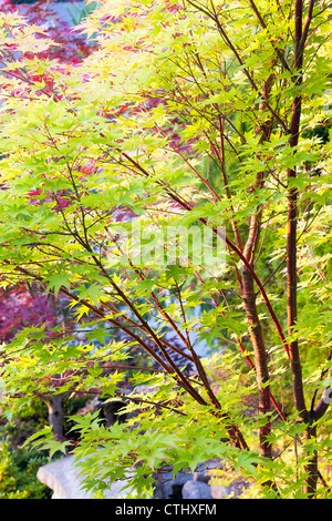 Rote Korallen Rinde Spitze Blatt Ahorn Stockfoto