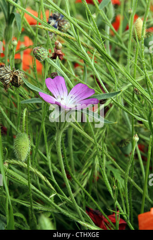 Mais (Agrostemma githago Runzelbildung) Stockfoto