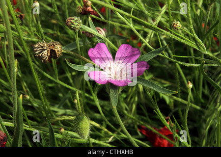 Mais (Agrostemma githago Runzelbildung) Stockfoto