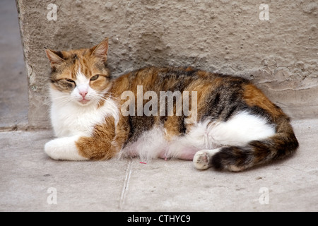 streunenden roten Krankenpflege weibliche Katze liegend auf einer Straße, auf der Suche, Kamera, closeup Stockfoto