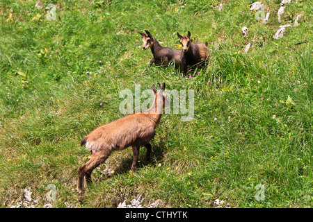 Gämse (Rupicapra Carpatica) Stockfoto