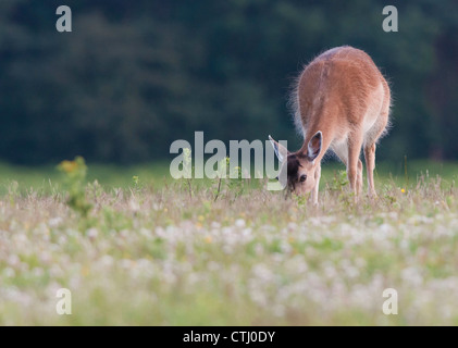 Damhirsch (Dama Dama) Stockfoto