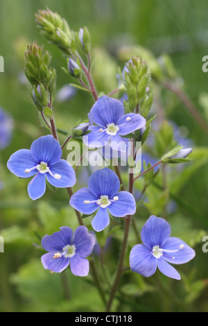 Wild, blühende Gamander-Ehrenpreis (Veronica Chamaedrys), in Wildblumenwiese, Derbyshire, UK Stockfoto