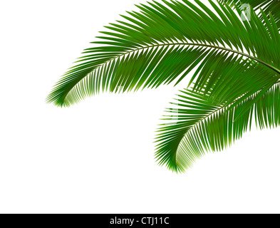 Palmblätter auf weißem Hintergrund Stockfoto