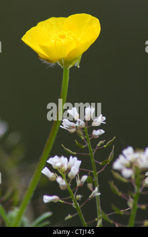 Gelbe knolligen Hahnenfuß (Ranunculus Bulbosus), gegen weiße Alpine Penny - Kresse in eine Wildblumenwiese in der Nähe von Matlock, Derbys UK Stockfoto