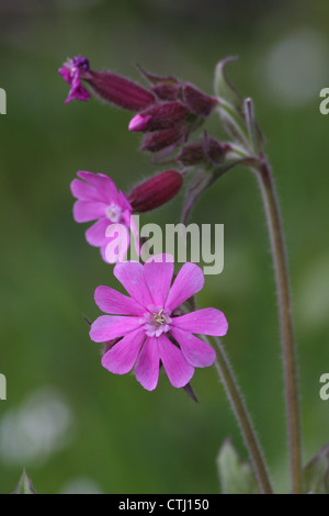 Blühende rote Campion (Silene Dioica), genannt auch rosa Campion in eine Wildblumenwiese in der Nähe von Matlock, Derbyshire, UK Stockfoto