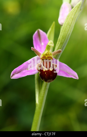 Blühende wilde Biene Orchidee (Ophrys Apifera) wächst auf einem Gelände der ehemaligen Zeche in Derbyshire, UK Stockfoto