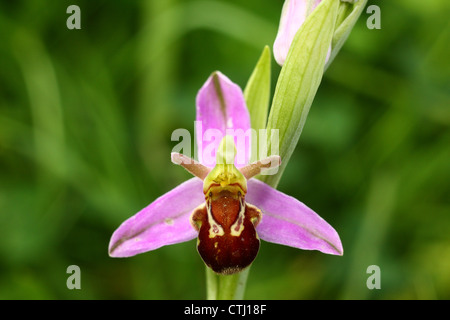 Blühende wilde Biene Orchidee (Ophrys Apifera) wächst auf einem Gelände der ehemaligen Zeche, Derbyshire, UK Stockfoto