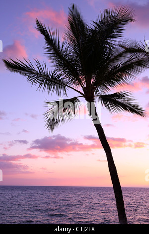 Palm Tree Silhouette bei Sonnenuntergang, Hawaii Stockfoto