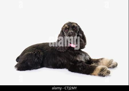 Schwarze Cocker Spaniel mit goldenen Stiefeln auf weißen Studio-Hintergrund Stockfoto