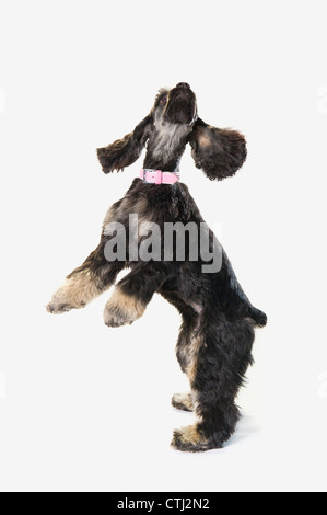 Schwarze Cocker Spaniel mit goldenen Stiefeln auf weißen Studio-Hintergrund Stockfoto