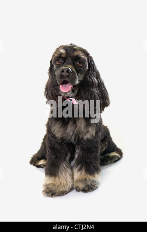 Schwarze Cocker Spaniel mit goldenen Stiefeln auf weißen Studio-Hintergrund Stockfoto