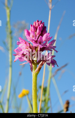 Blühende Spike von einem wilden Pyramiden-Orchidee (Anacamptis Pyramidalis), wächst auf Grünland in Derbyshire, England - Sommer Stockfoto