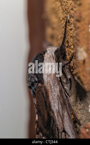 Liguster-Hawk-Moth auf Wand Kopf hautnah Stockfoto